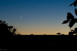 Moon walking sheep